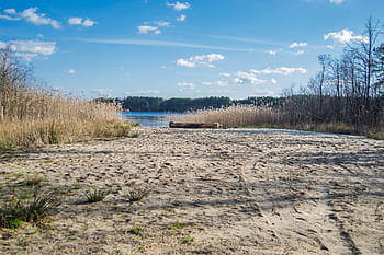 písčité, pobřeží, lesní jezero, rákosí, Pozadí, modrý, nebe, mraky, Příroda, voda, les