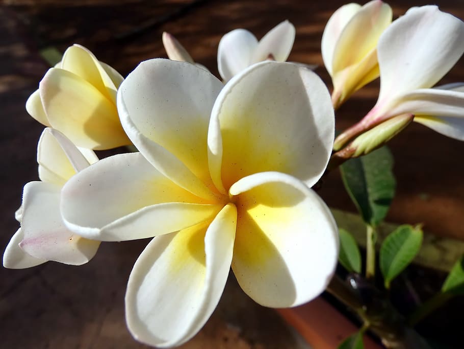 frangipani, fiore, plumeria, doik-Champa, giallo, petali, natura, tropicale, esotico, infiorescenza