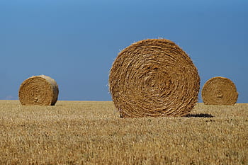 hay bales, straw, agriculture, harvest, hay, field, rural, summer, landscape, sky, three round bales