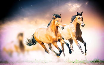 horses, wild horses, animals, wild, stallion, ride, equestrian, horse mane, running, winner, wallpaper