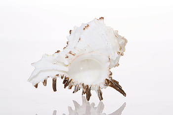 background, bone, close-up, closeup, coast, coastline, cockle-shell, conch, coral, cowrie, detail