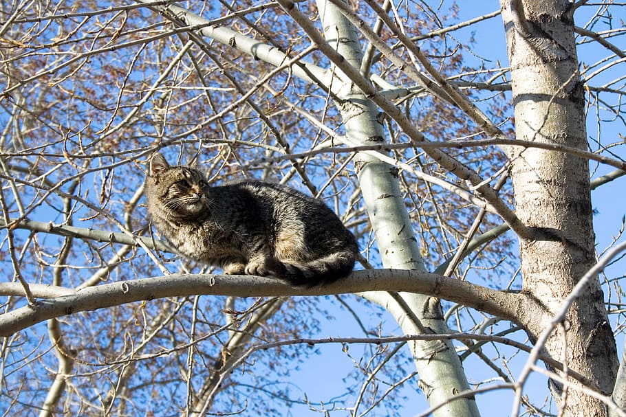 blue, cat, climbing, cute, explore, garden, outdoor, sky, tree, young, branch