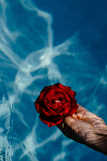 fresco, jardín, rosa, azul, agua, natación, piscina, cálido, día de verano, verano, flor