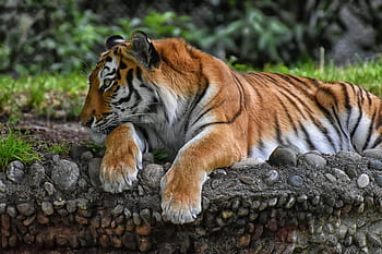 tygr, velká kočka, dravec, divoká kočka, nebezpečný, zoo, zvířat, kočka, Příroda, tiergarten, živočišného světa