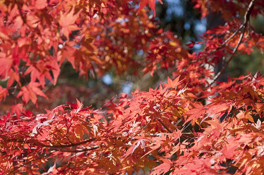 Japonsko, momiji, momijigari, Příroda, podzim, japonský, list, javor, strom, Červené, listy