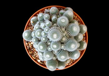 cacti, ขาว, สีเขียว, ต้นกระบองเพชร, ฉ่ำ, สวน, พฤกษศาสตร์, รอบ, เต็มไปด้วยหนาม, หม้อ, การเจริญเติบโต