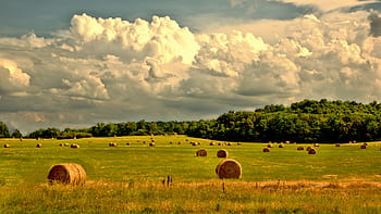 venkovský, hospodařit, venkov, krajina, pole, letní, země, venkovní, zemědělské půdy, sklizeň, seno
