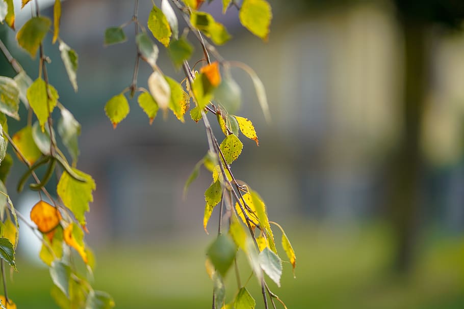 leaf, nature, tree, outdoors, bright, garden, season, wood, environment, horizontal, vibrant color