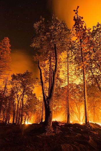 incendio forestale, wildfire, fiammata, sagome, i vigili del fuoco, Fumo, alberi, calore, ardente, caldo, Pericolo
