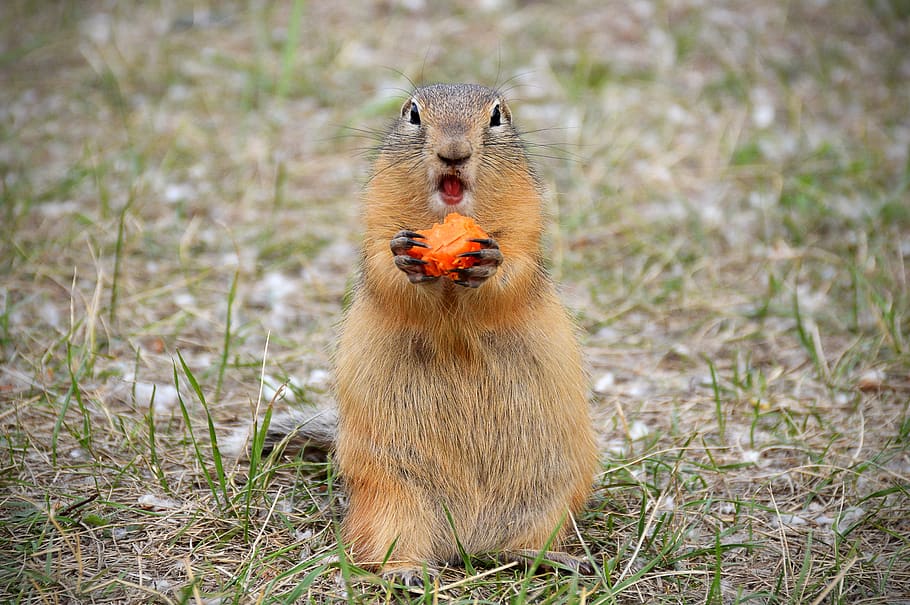 marmot, nutrition, carrot, cute, foot