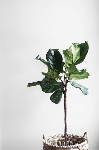 coșuri, gri, verde, frunze, plante, vase, alb