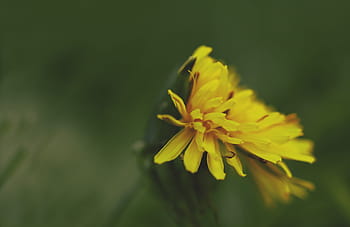 mælkebøtte, fælles mælkebøtte, taraxacum sekt, spids blomst, natur, blomstre, flor, forår, græsplanter, foderplante