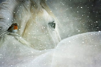 冬のワンダーランド、 冬、 雪、 コールド、 ワンダーランド、 休日、 降雪、 クリスマス、 白馬、 ロビン、 12月