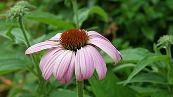 ροζ, άνυδρο λουλούδι, ανθίζω., coneflower, echinacea, εικόνες coneflower, ροζ λουλούδι φωτογραφίες, ροζ λουλούδι εικόνες, λουλούδι στην άνθιση, εικόνες ανθισμένων λουλουδιών, βρώσιμα φυτά