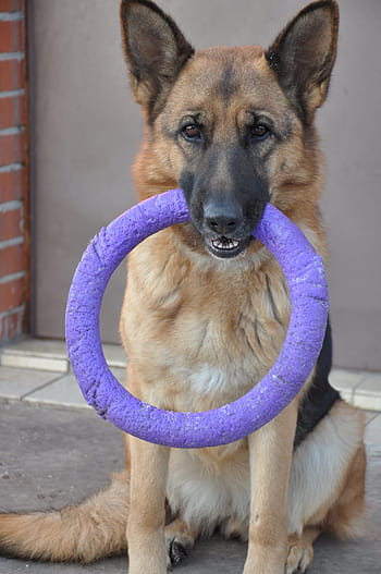 dog, shepherd, wheel, toy, puller, training, home, animal, mammal, smart, wool