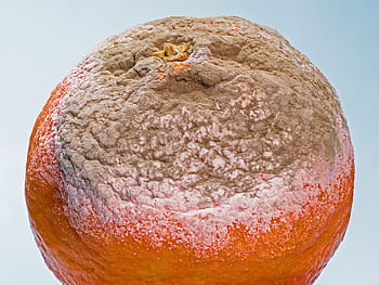 mold, the formation of mold, moldy, mandarin, perishable, rot, decomposition
