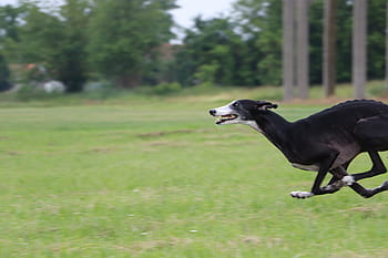 galgo, spanish galgo, spanish greyhound, lure coursing, dog running, fast dogs, long dog, greyhound, hound, sighthound, smile