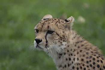 Gepard, fota přírodní rezervace, cobh, korek, Irsko, zvíře, Příroda, savec, volně žijících živočichů, tráva, kočka