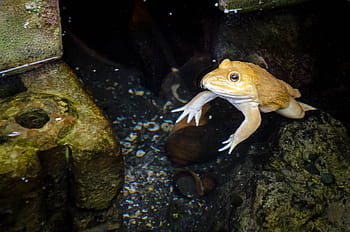 frog in thailand, frog, green, animal, amphibian, wildlife, nature, tropical, isolated, cute, toad