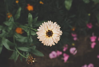 bloeien, bloesems, bloemen, grijs, groen, bladeren, oranje, bloemblaadjes, roze, bruinen