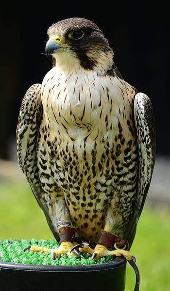 Wanderfan, Falke, Raubvogel, Vogel, Natur, Raubtier, Jäger, Feder, Schnabel, Porträt, fliegend