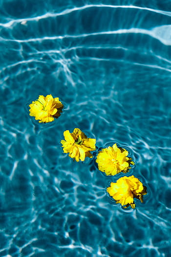 kecil, kuning, bunga, mengambang, kolam, hari, musim panas, air, flora, cerah, biru