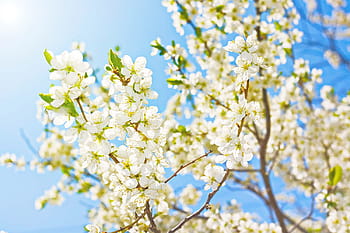 albero, sole, primavera, fiorire, luce del sole, splendere, fioritura, naturale, verde, bianca, giorno