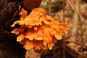 fungus, growing, dead, fallen, tree trunk, forest, autumn., wild growth, fungi, plants, dead trees
