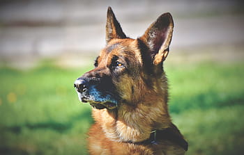 schäfer dog, german shepherd, old german shepherd dog, dog, snout, head, sit, guard dog, dog head, ears, attention