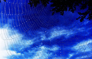 dew, drops, spider web, -, new, morning, web, spider, abstract, background, bead