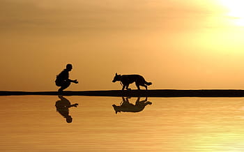 hund, mand, vand, afspejling, silhuet, solnedgang, sø, flod, skygge, kæledyr, dyr