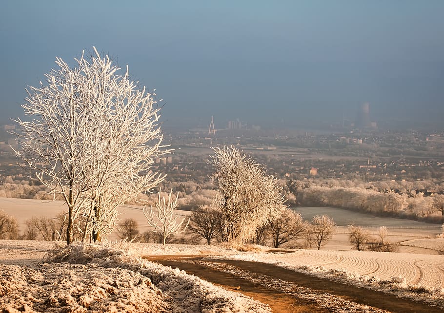 zimní, strom, sníh, mráz, Příroda, abendstimmung, západ slunce, jinovatka, zamrzlý, eiskristalle, ledový