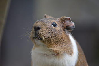 djur-, marsvin, hamster, gnagare, sällskapsdjur, polisonger