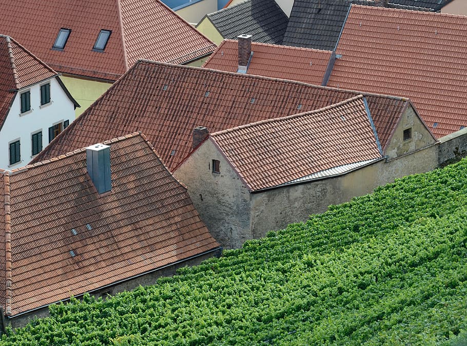 vineyard, vines, winegrowing, grapevine, wine, wine village, village, housetop, house roofs