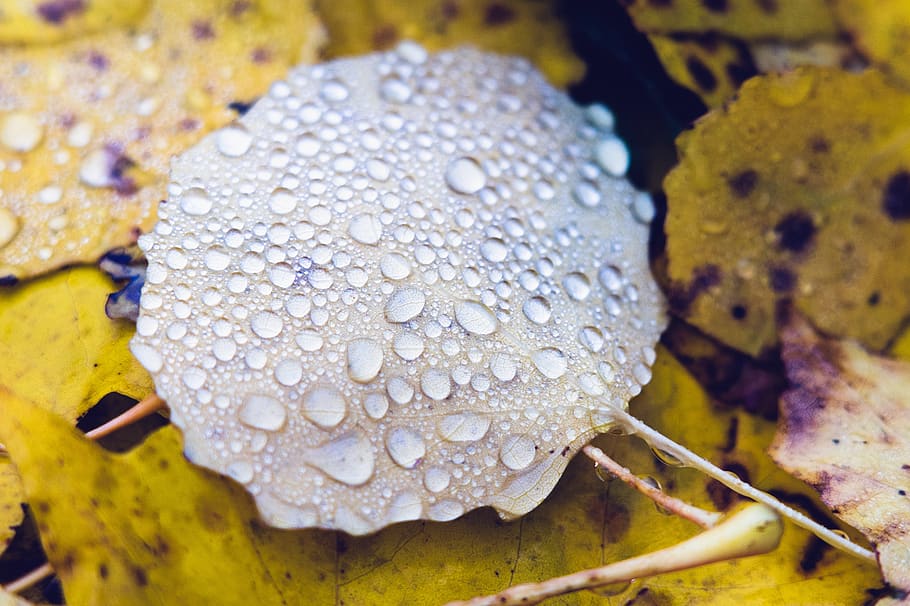 leaf, droplets, rain, wet, individuals, many, liquid, form, drop, yellow, old
