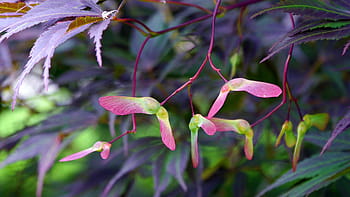 křídla semen, japonský, Červené, javor, strom., japonský javor, acer palmatum, japonský červený javor, japonské javory, javorové listy, japonský javorový list červený