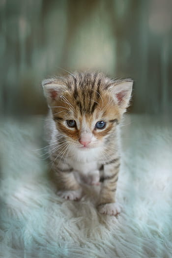 kitten, animal, cute, cat baby, baby cat, small cats, cat, photo manipulation, cat portrait