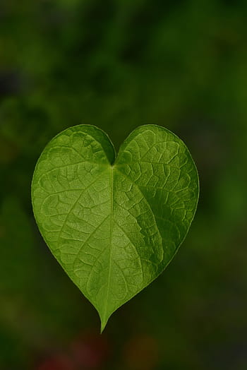 leaf, sweetheart, heart, nature, love, heart shape, symbol, romantic, fantasy, creeper, green