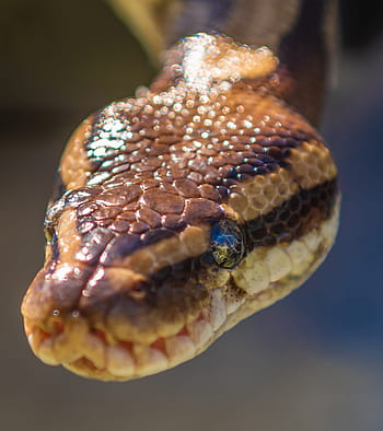snake, natter, head, close-up, light reflection, africa, reptile, close up, scale, lurking, non-hazardous
