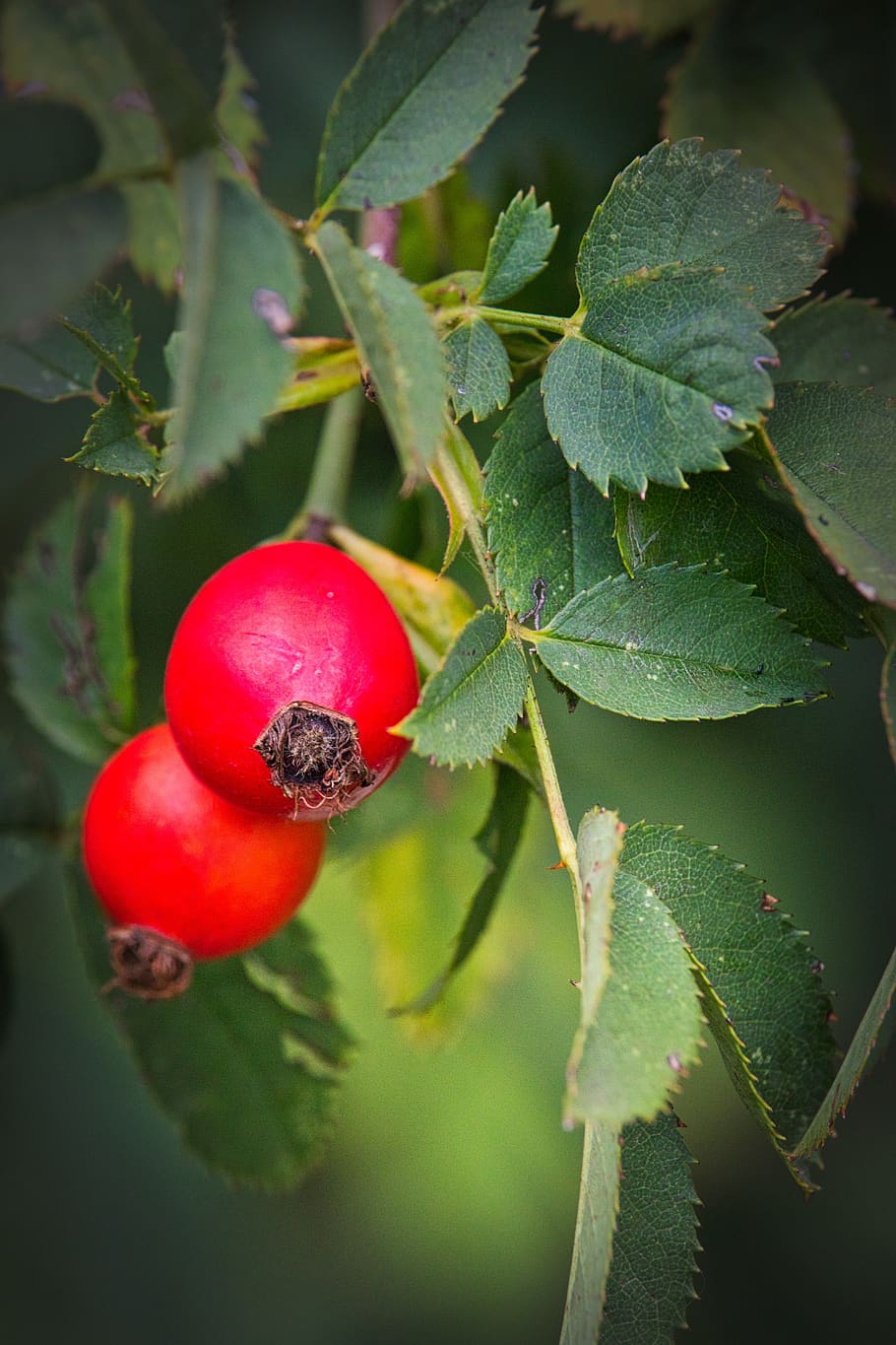 rose hofte, rød, efterår, frugt, Busk, roser, vild rose, afdeling, tæt på