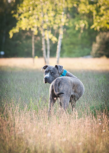 amstaff, american staffordshire terrier, dog, pitbull, portrait, meadow, gassi, mood, winter, forest, nature