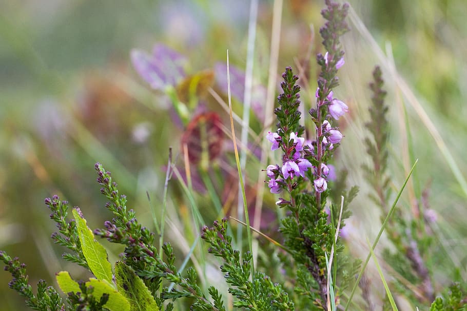 vřes, růžový květ, alpské květy, horské wildflower, divoká rostlina, erica, krajina, krajina květina, Příroda, rostlina, pole