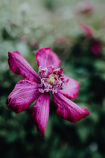 mekar, clematis, 