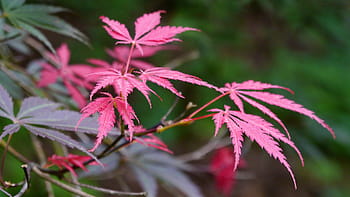 new, leaf growth, japanese, red, maple tree, lacey, leaves., japanese maple, japanese maple tree, acer palmatum, japanese red maple