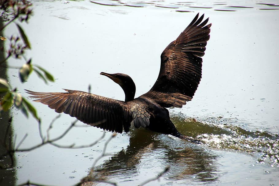 water, alk, bird, wings