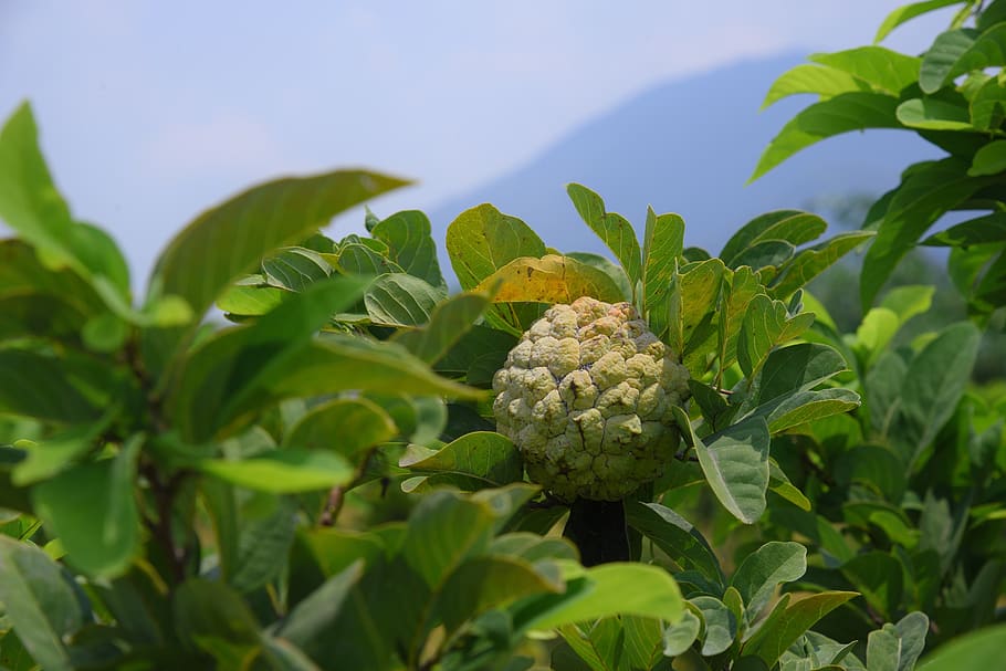 annona, fruit, green, food, raw, natural, vitamin, sweet, healthy, organic