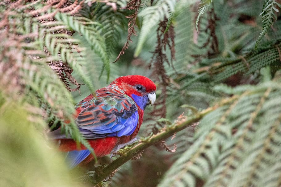 rosella, pták, divoký, zvíře, Příroda, Papoušek, Austrálie, Červené, volně žijících živočichů, peří
