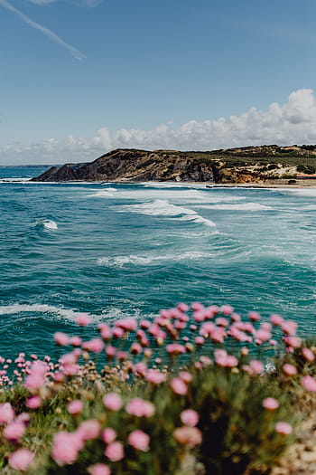 cluster, rosa, flores, crescente, oceano, borda, praia, costa, verão, água, natureza