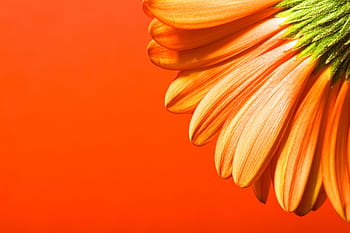background, beautiful, beauty, black, bloom, blooming, blossom, botanical, botany, branch, bunch