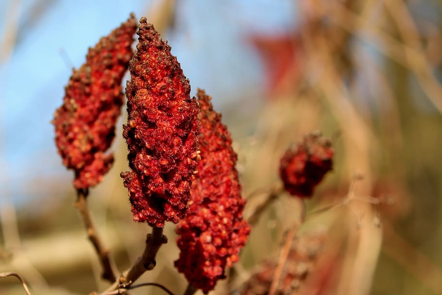 sumac, rhus, spice, infructescence, seeds was, stag piston, close up, red, winter, nature, plant
